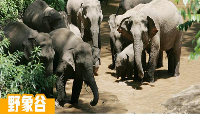 北京版纳5日游,野象谷景区,原始森林公园,热带花卉园,勐泐大佛寺,告庄星光夜市