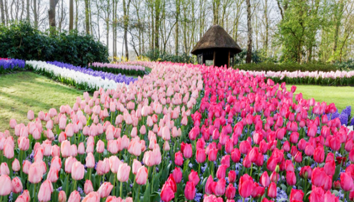 北京欧洲荷兰旅游13日游,欧洲荷兰+德法意瑞13日游,荷兰郁金香花海