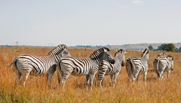 北京非洲旅游17日游,南非+肯尼亚+津巴布韦+赞比亚+博茨瓦纳,2 次马赛马拉、埃尔门泰塔湖、船游纳瓦沙湖、黑白犀牛纳库鲁