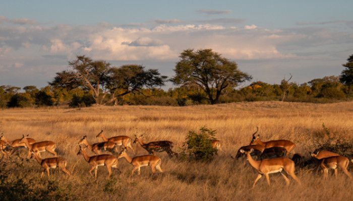 北京非洲旅游12日游,纳米比亚、津巴布韦，赞比亚，博茨瓦纳12日游,0购物,0自费, 精品小团