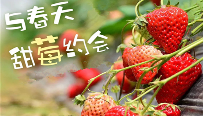 怀柔植树团建1日游,怀柔环保植树活动,红丝带,挂名牌,户外团建,春季怀柔摘草莓