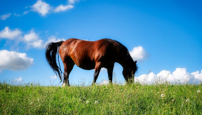 北京到辉腾锡勒草原3日游 辉腾锡勒草原、乌兰哈达火山、银肯塔拉沙漠品质三日游